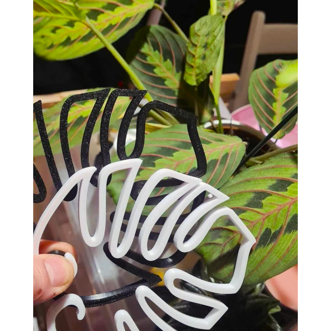 Monstera Plant Support