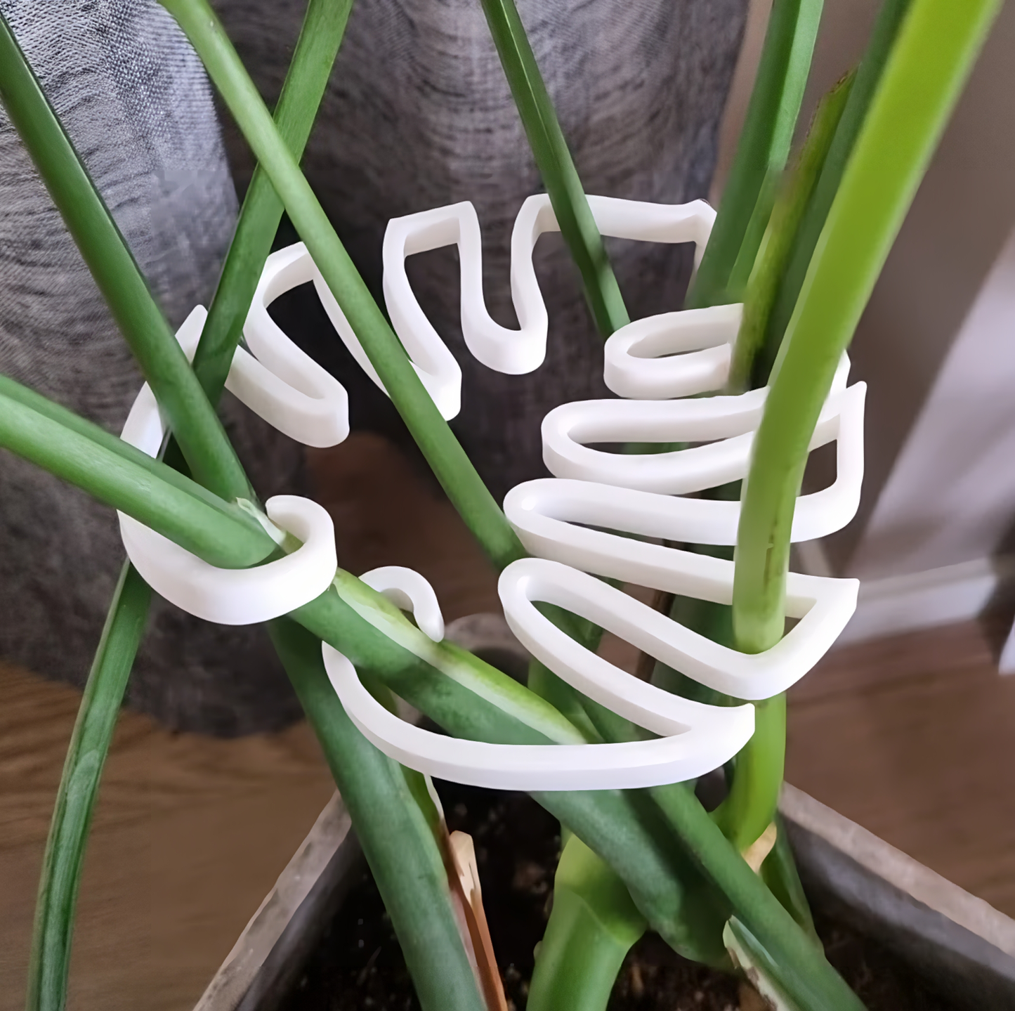 Monstera Plant Support